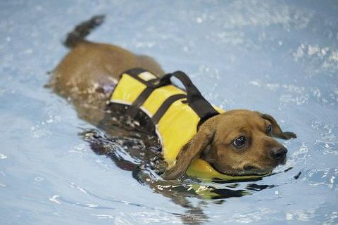 梦见狗在游泳