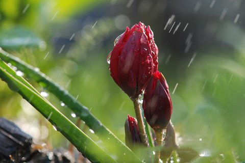 梦见雨