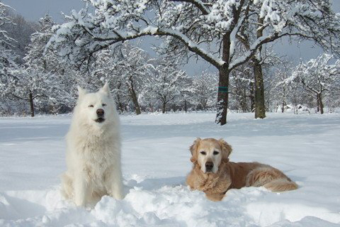 梦见雪