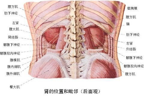 梦见动物内脏